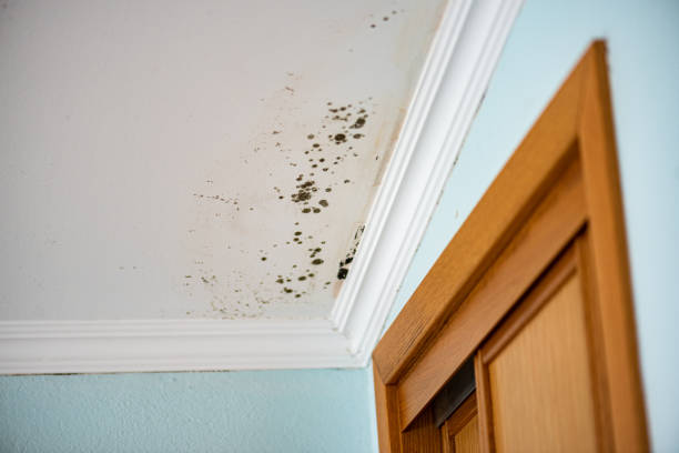 Best Certified Mold Removal  in Independence, LA