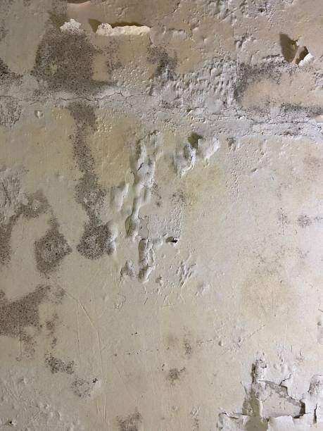 Best Mold Remediation  in Independence, LA